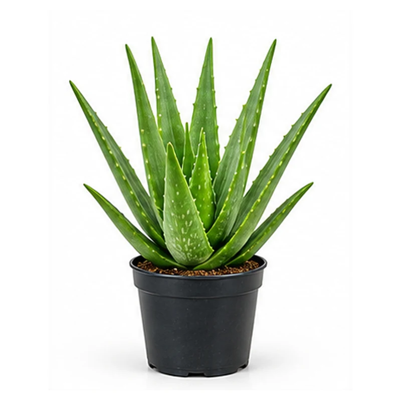 Aloe Vera Plant