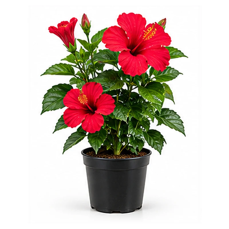Hibiscus Plant