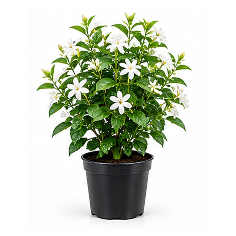 Jasmine Plant