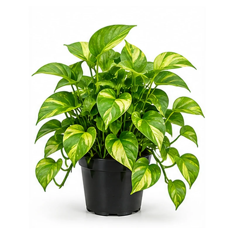 Money Plant