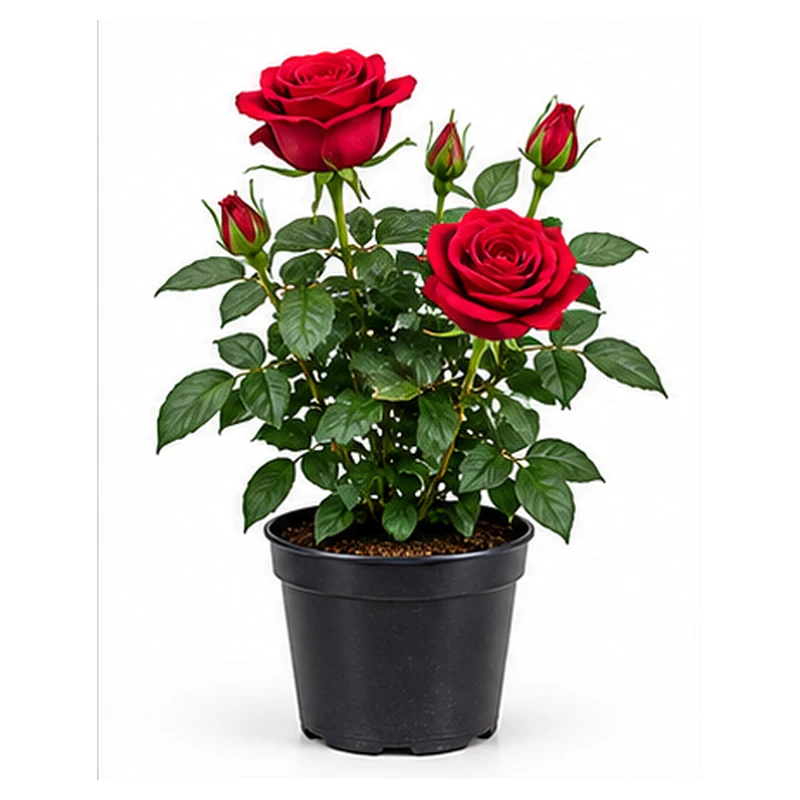 Rose Plant Red